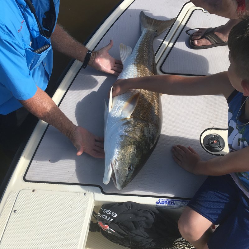 Snook released back into the mangroves after a catch on a New Smyrna Beach inshore charter